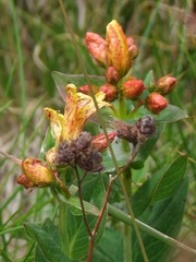 Hypericum richeri