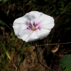 Convolvulus betonicifolius