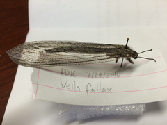 Vella fallax