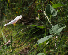 Convolvulus betonicifolius