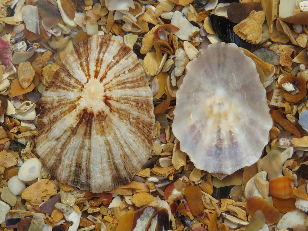 China Limpet