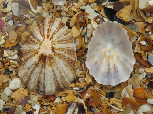China Limpet