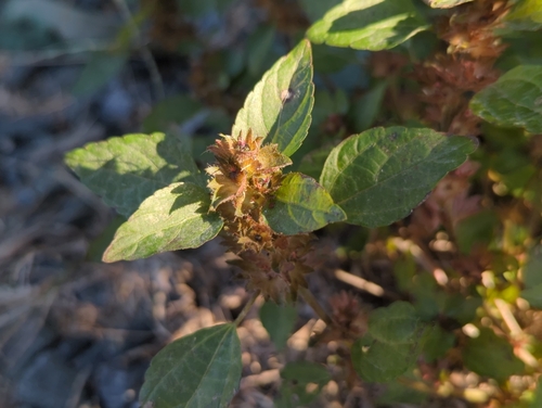 Image of Acalypha virginica by (c) Tom Field, some rights reserved (CC BY)