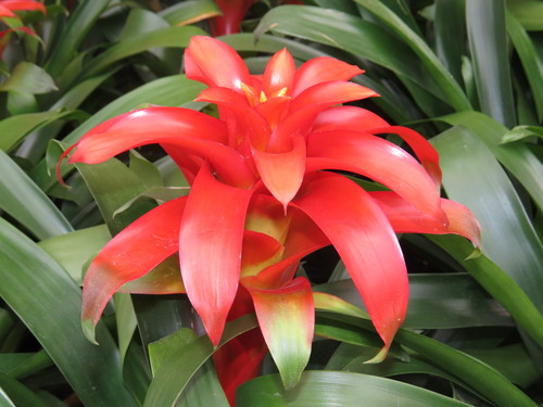 Guzmania lingulata