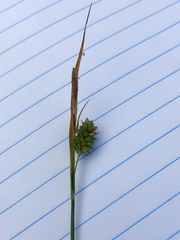 Carex pallescens