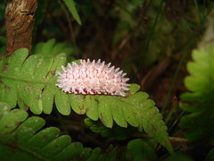 Dalceridae