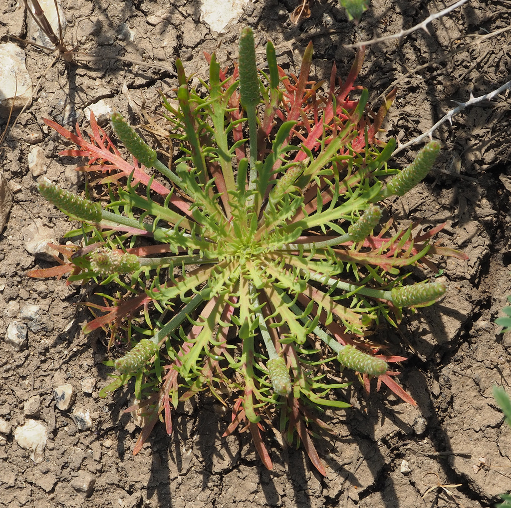 Welden's Plantain