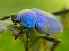 Hoplia coerulea