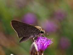 Gegenes pumilio gambica