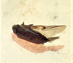Anobiinae