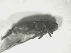 Anobiinae