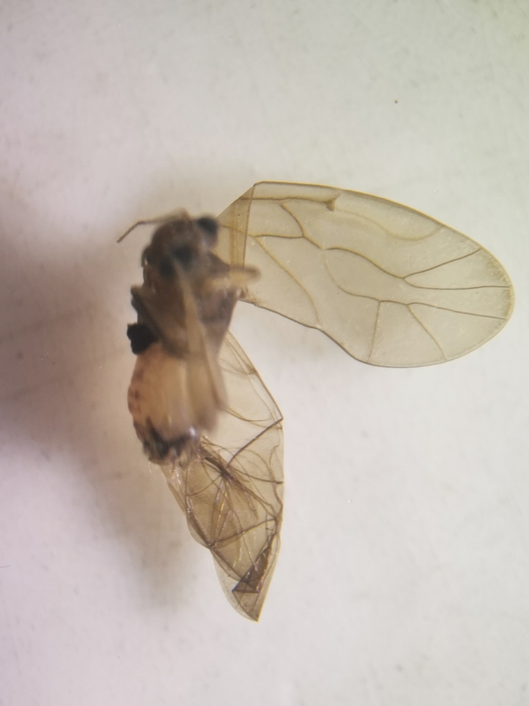 Peripsocus didymus