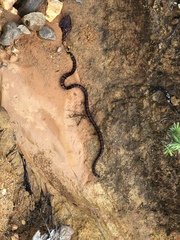 Micrurus hippocrepis