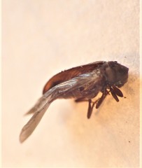 Anobiinae