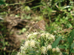 Lepidoptera