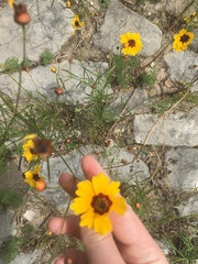 Coreopsis tinctoria