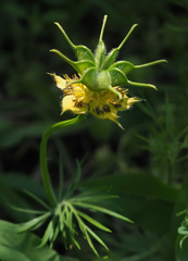 Nigella ciliaris