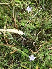 Campanula californica