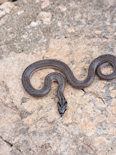False Smooth Snake
