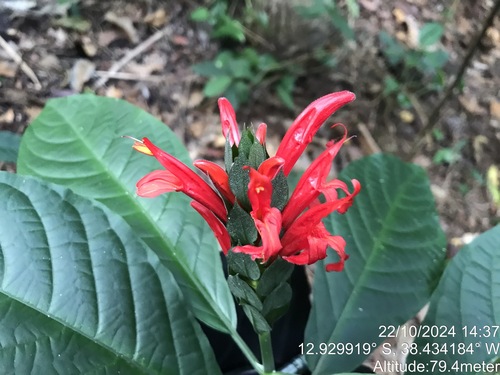 Image of Pachystachys coccinea by (c) vitordematos12, some rights reserved (CC BY-SA)