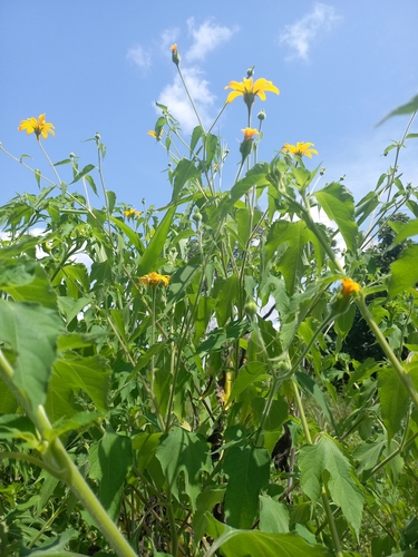 Mexican sunflower