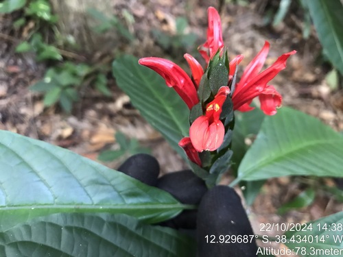 Image of Pachystachys coccinea by (c) vitordematos12, some rights reserved (CC BY-SA)