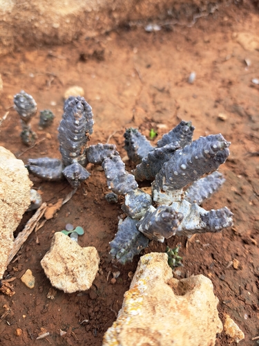 Apteranthes europaea (Apteranthes europaea)