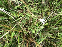 Campanula californica