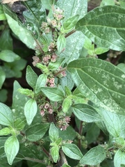 Parietaria judaica