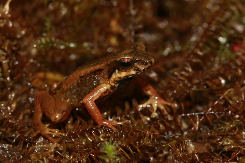 Colostethus chalcopis