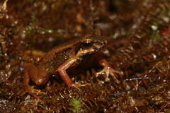 Martinique Volcano Frog photo 1