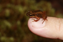 Martinique Volcano Frog photo 2