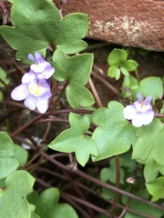 Cymbalaria muralis