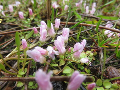 Lysimachia tenella