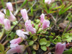 Lysimachia tenella