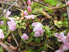 Lysimachia tenella