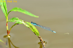 Paracercion melanotum