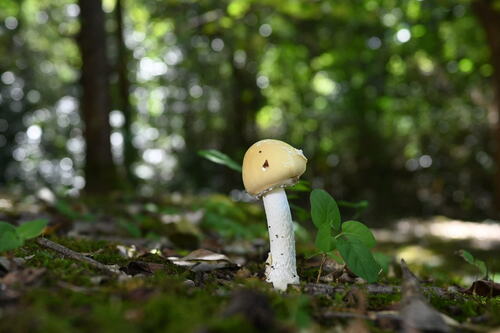 Amanita orientigemmata