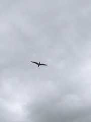 Larus