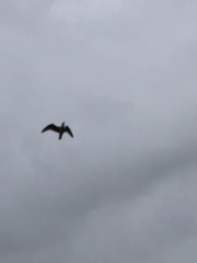 Larus
