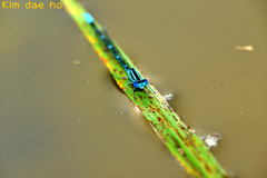 Paracercion melanotum