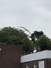 Larus