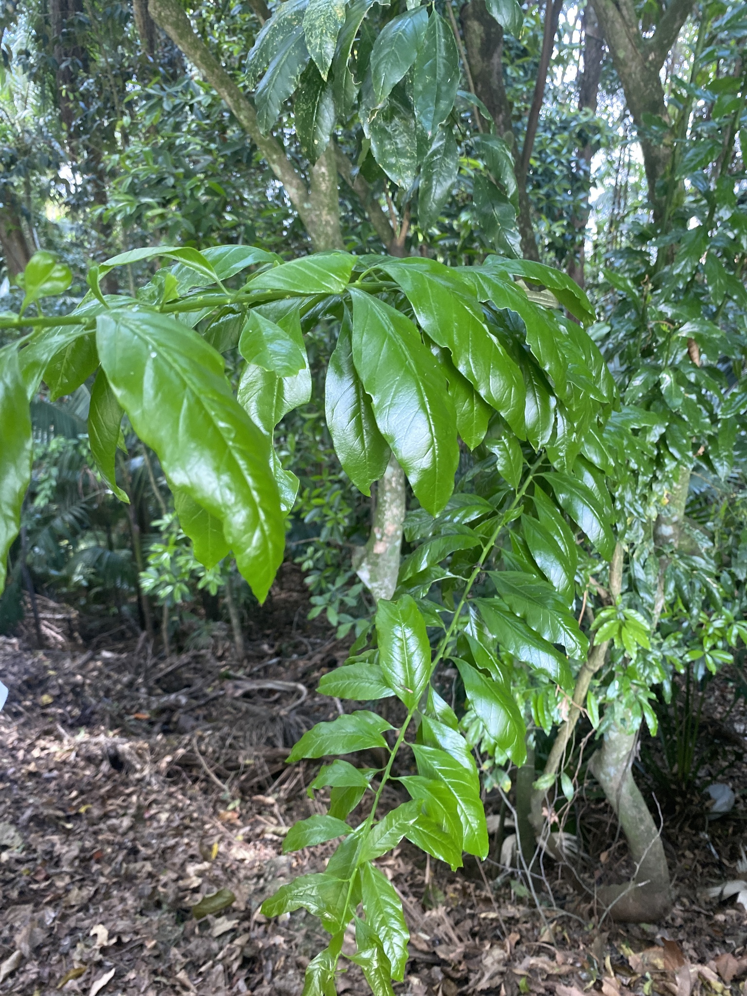 Seguieria langsdorffii