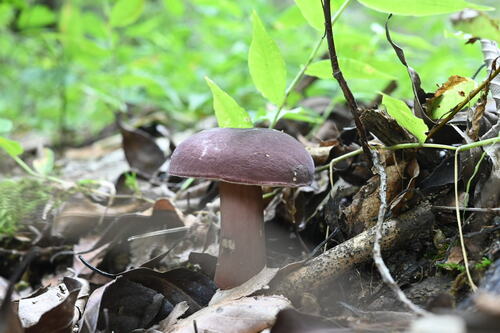 Tylopilus vinosobrunneus