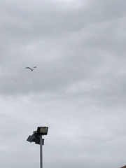 Larus