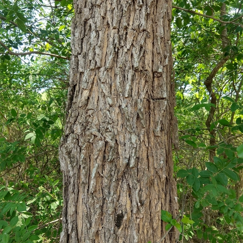 Machaerium villosum
