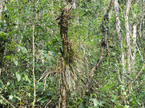 Image of Isochilus linearis by (c) William G. Borges, some rights reserved (CC BY)