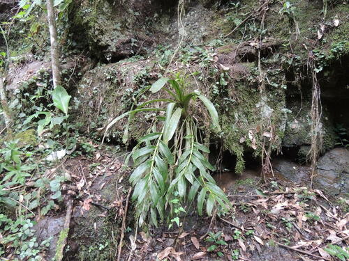 Epidendrum densiflorum, photograph 1