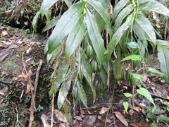 Epidendrum densiflorum