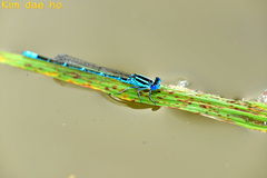 Paracercion melanotum